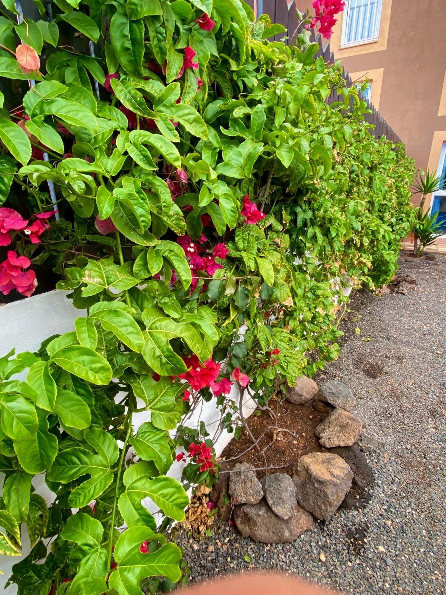 Blue Wave House Corralejo Apartment La Oliva Exterior foto
